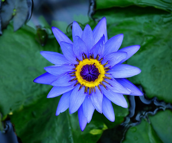 Blue Lotus Guide: Effects and Usage | Novus Fumus Blue Lotus Guide: Effects and Usage | Novus Fumus