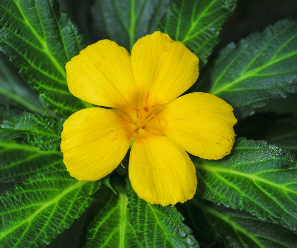 The Power of Damiana: Expert Guide & Review | Novus Fumus