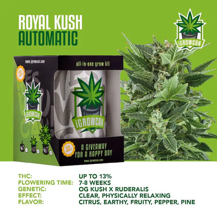 iGrowCan Royal Kush Autoflower
