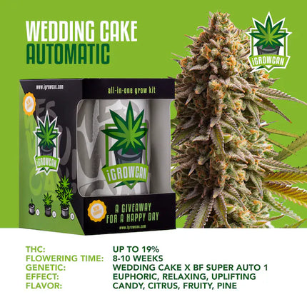 iGrowCan Wedding Cake Autoflower