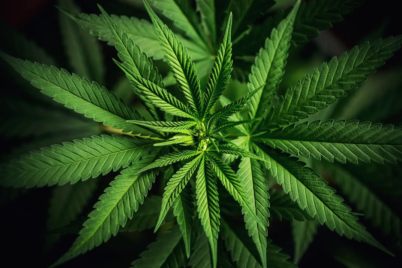 Close-up van groene cannabisplant met karakteristieke bladeren