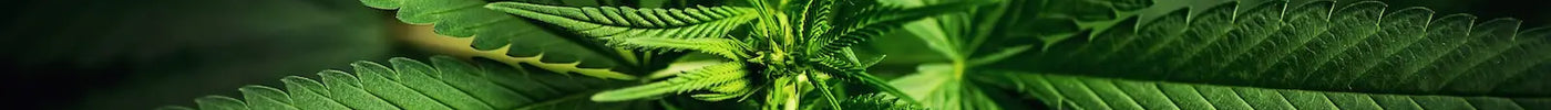 Close-up van groene cannabisplant met karakteristieke bladeren