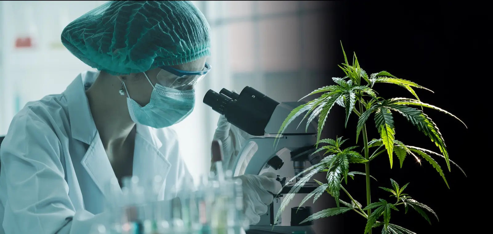 Een vrouwelijke onderzoeker in labjas bestudeert een cannabisplant in een laboratorium.