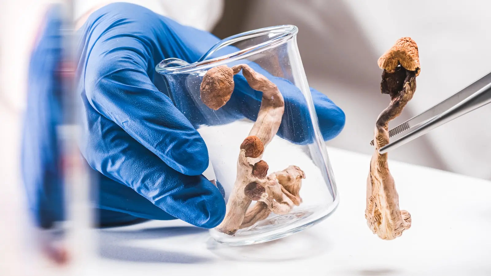 Wat zijn de risico's van magic truffels en paddo's?