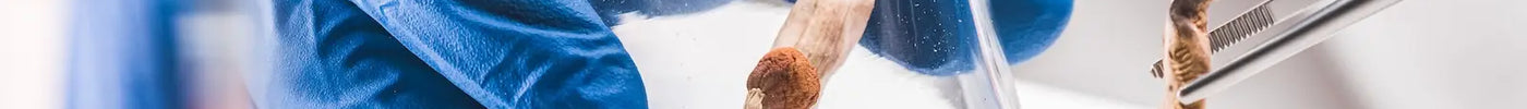 Wat zijn de risico's van magic truffels en paddo's?