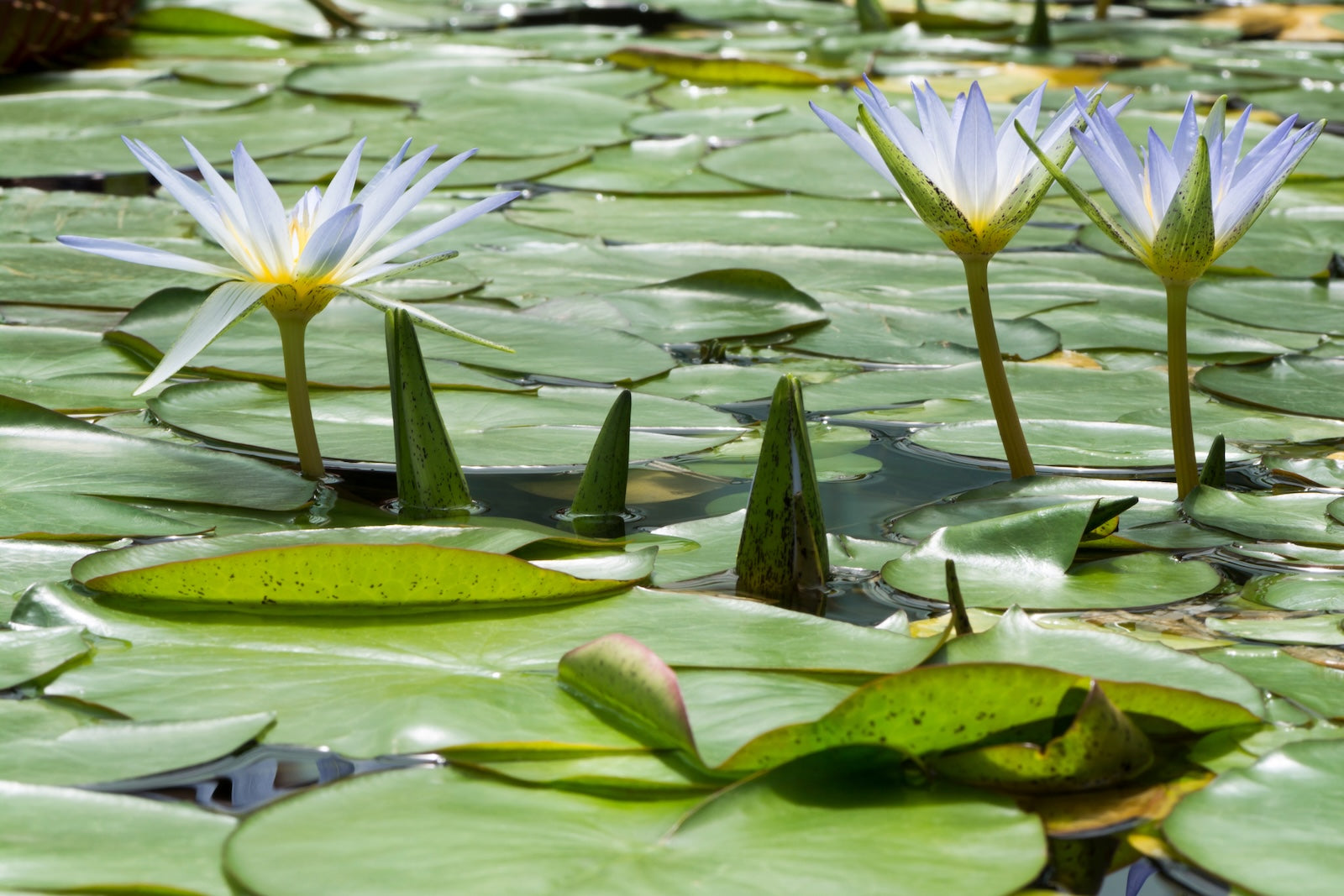 Een vijver vol drijvende groene waterleliebladeren en meerdere bloeiende, lichtblauwe bloemen van de Blauwe Lotus op stengels boven het water. Verschillende gesloten bloemknoppen zijn ook zichtbaar.