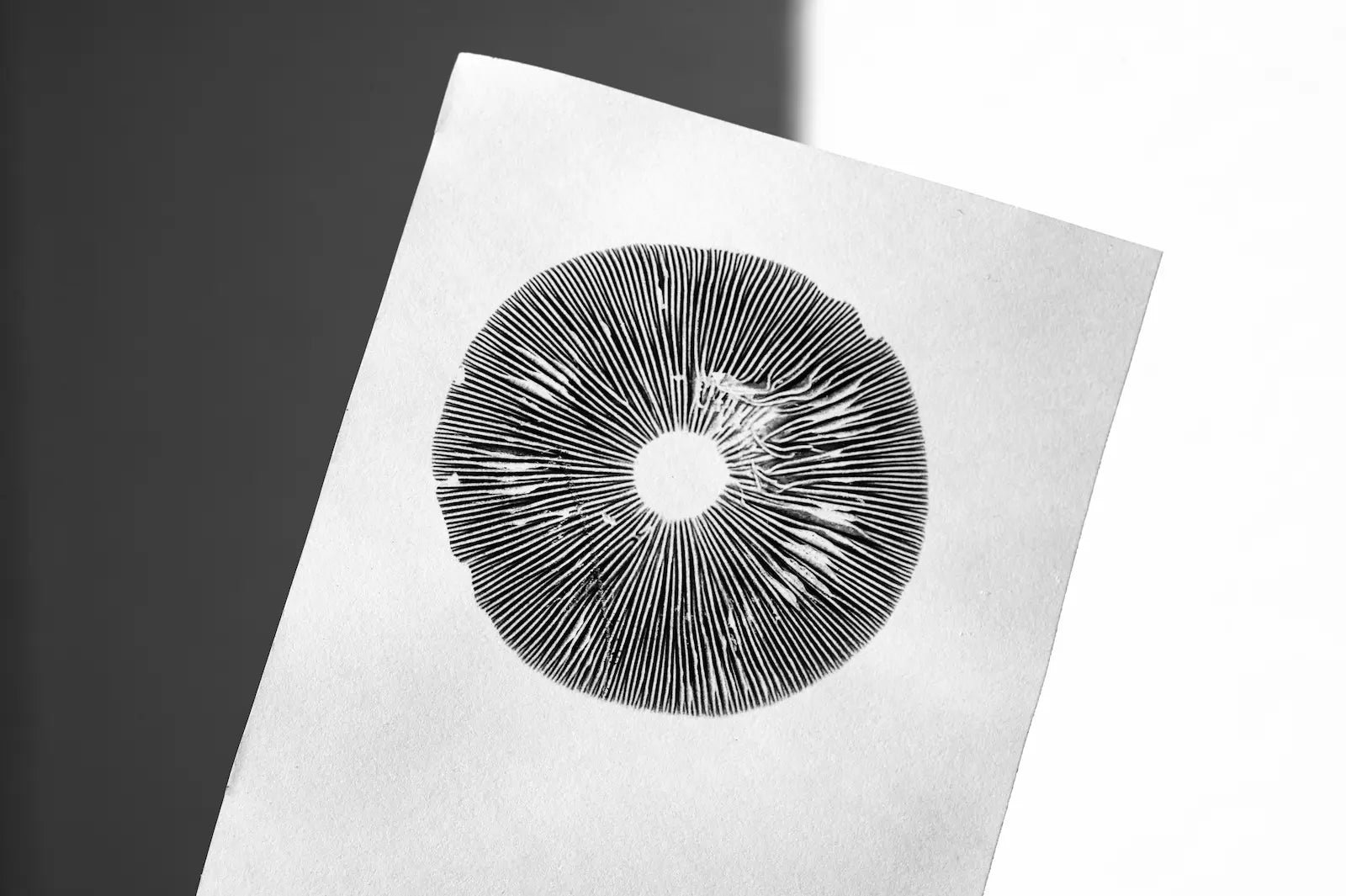 Een gedetailleerde zwarte spore print in een cirkelvormig lamellenpatroon van een paddenstoel op een wit papier.
