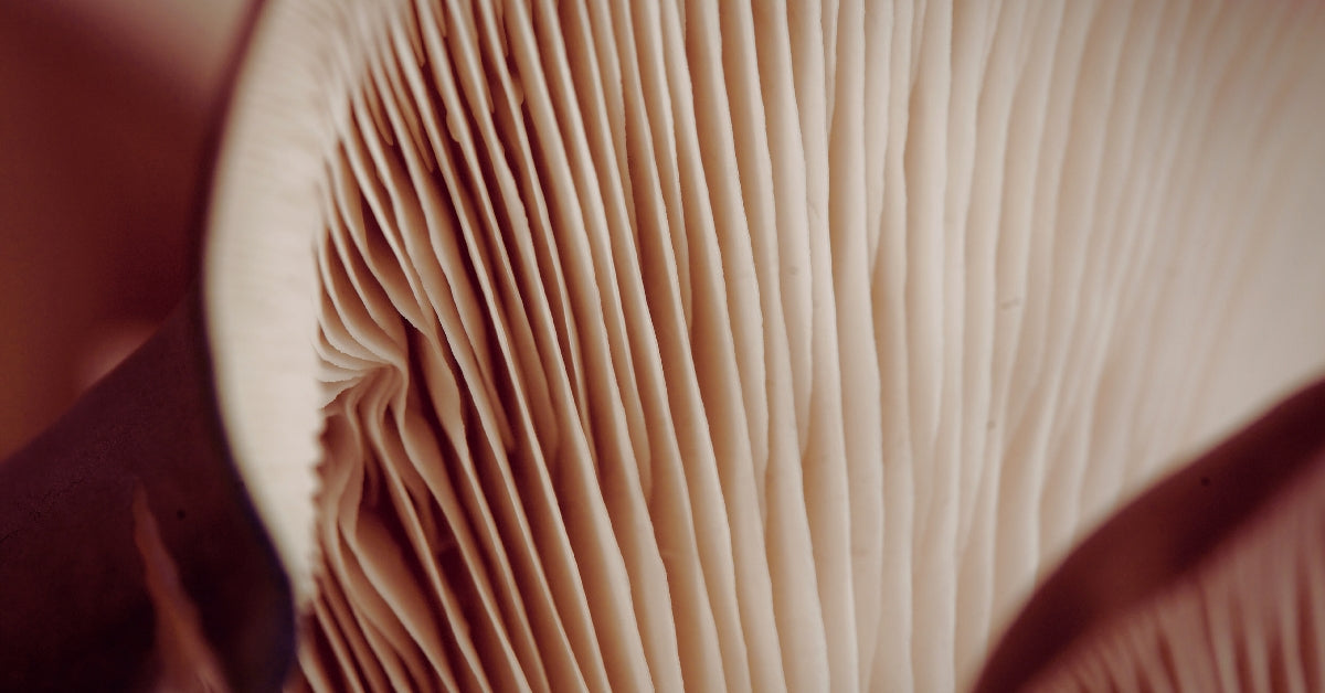 Close-up underside mushroom