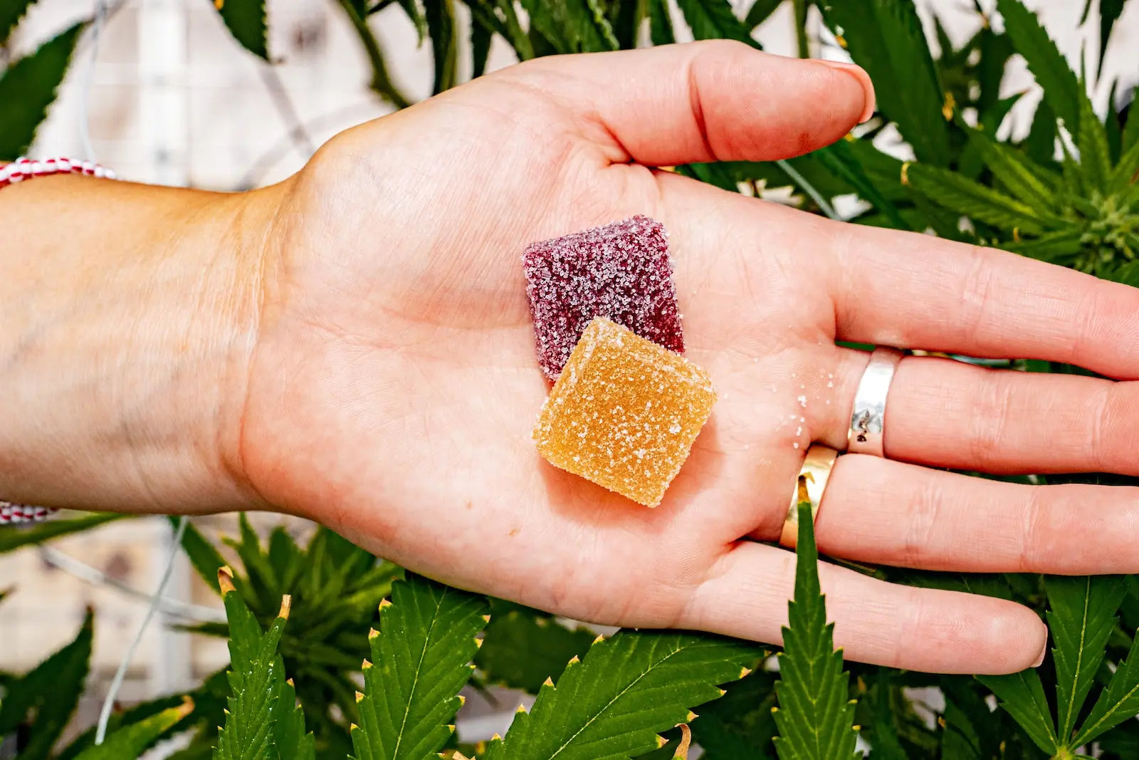 Twee THC gummies in een hand met cannabisplanten op de achtergrond