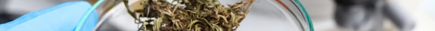 Hoe lang is THC aantoonbaar in het lichaam?