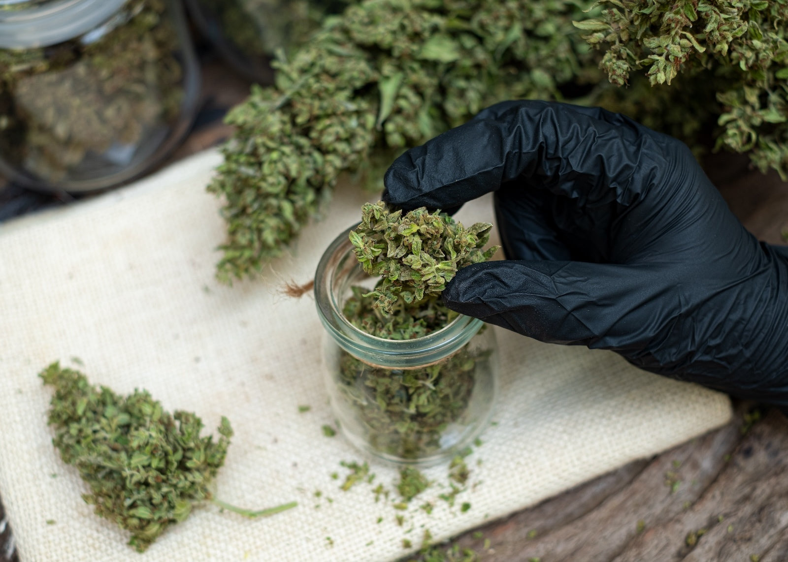 A man hand holding cannabis flowers in a clear glass bottle
