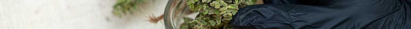 Wiettoppen in een luchtdicht afgesloten glazen pot tijdens het curen voor een optimaal aroma en smaak.