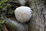 Witte, pluizige Lion's Mane paddenstoel groeiend op een boomstam in een natuurlijk bos.