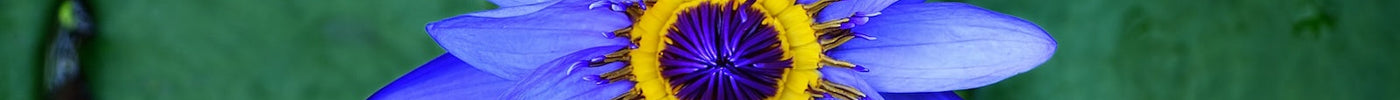 Bloeiende Blauwe Lotus in helder water met paars-blauwe bloemblaadjes en een geel hart bij Novus Fumus.