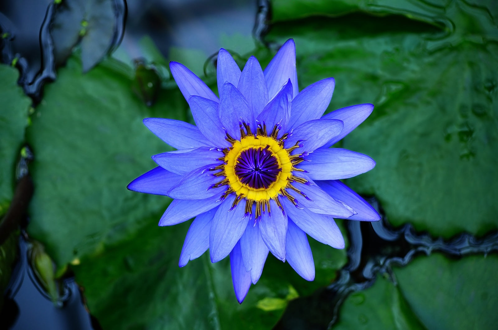 Bloeiende Blauwe Lotus in helder water met paars-blauwe bloemblaadjes en een geel hart bij Novus Fumus.