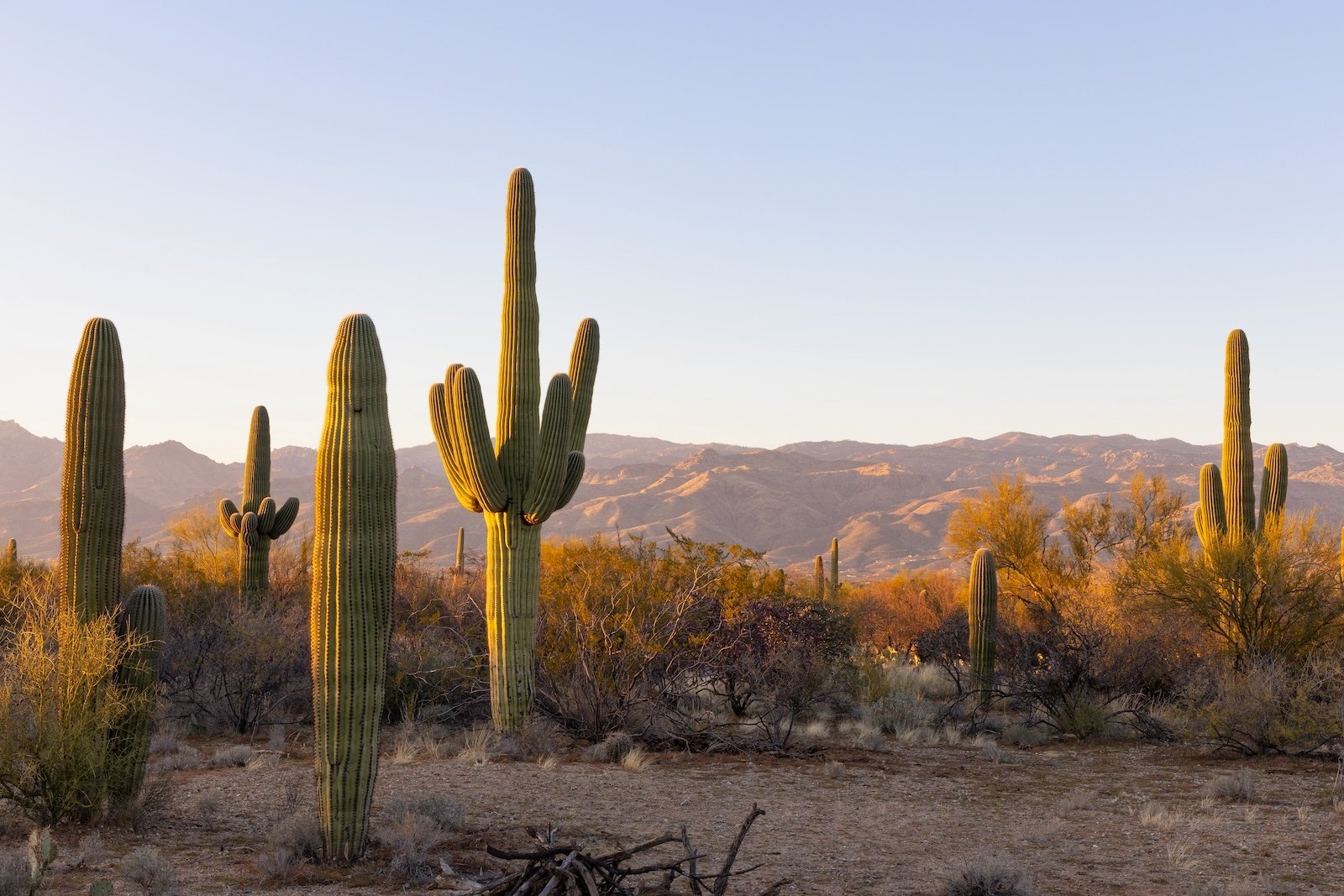 cactus at sunset in Arizona