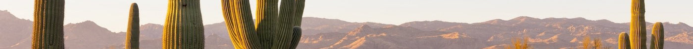 cactus at sunset in Arizona