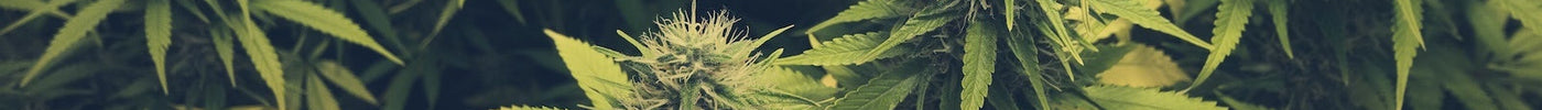 cannabis bud marihuana plants