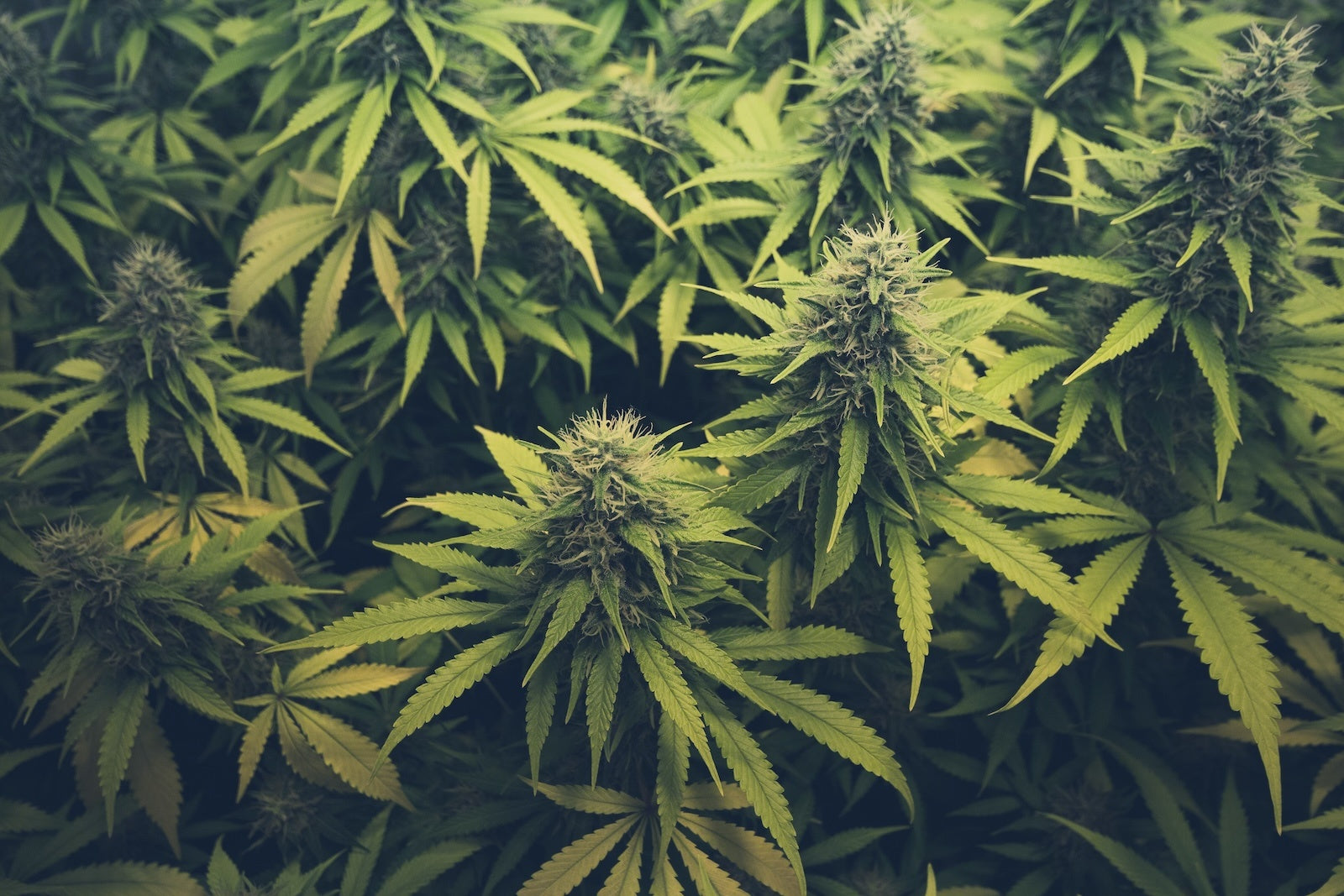 Een arts schrijft een recept voor medische cannabis voor een patiënt bij Novus Fumus.
