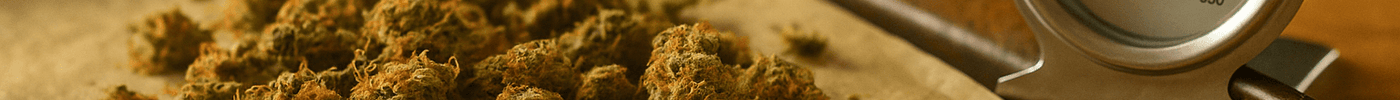 Goudbruine cannabis toppen op een bakplaat tijdens het cannabis decarboxyleren voor optimaal behoud van THC en CBD.