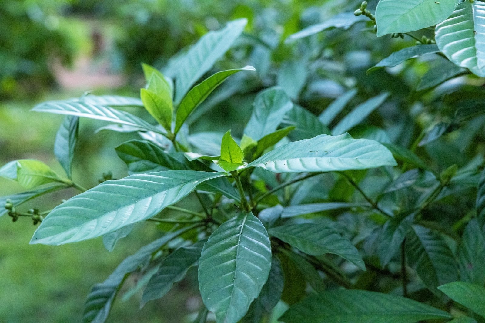 Verse Chacruna plant met glanzende groene bladeren in een pot voor traditionele Ayahuasca toepassingen bij Novus Fumus.