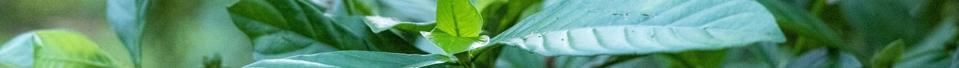 Verse Chacruna plant met glanzende groene bladeren in een pot voor traditionele Ayahuasca toepassingen bij Novus Fumus.