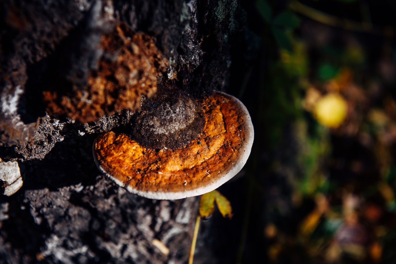 Flesje Foodsporen Chaga extract van 30 ml voor dagelijks gebruik, verkrijgbaar bij Novus Fumus.