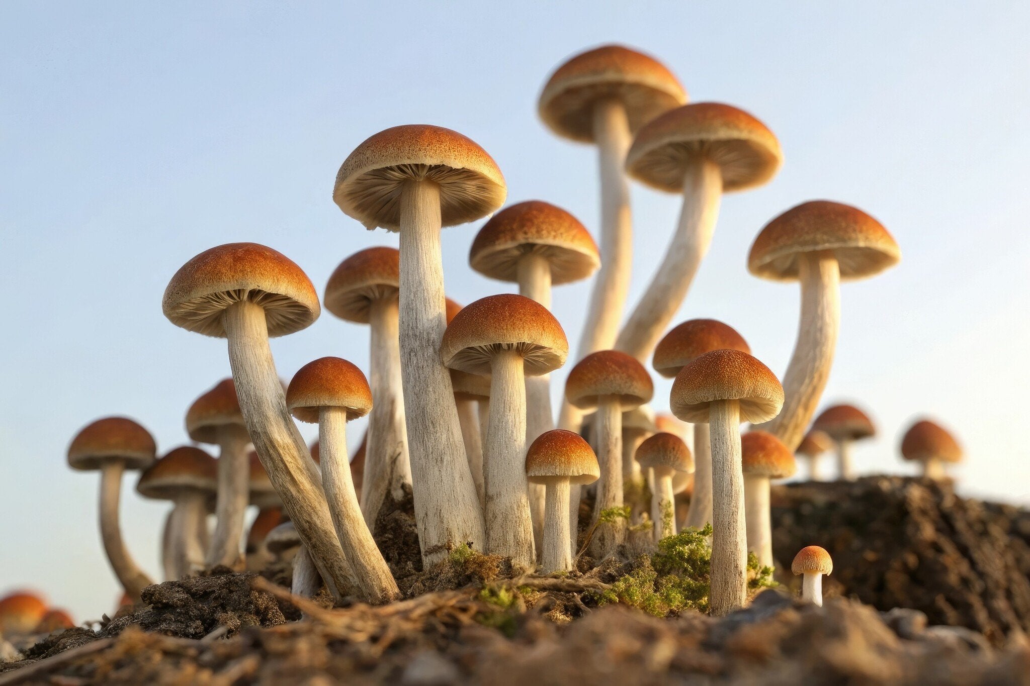 champignon hallucinogène