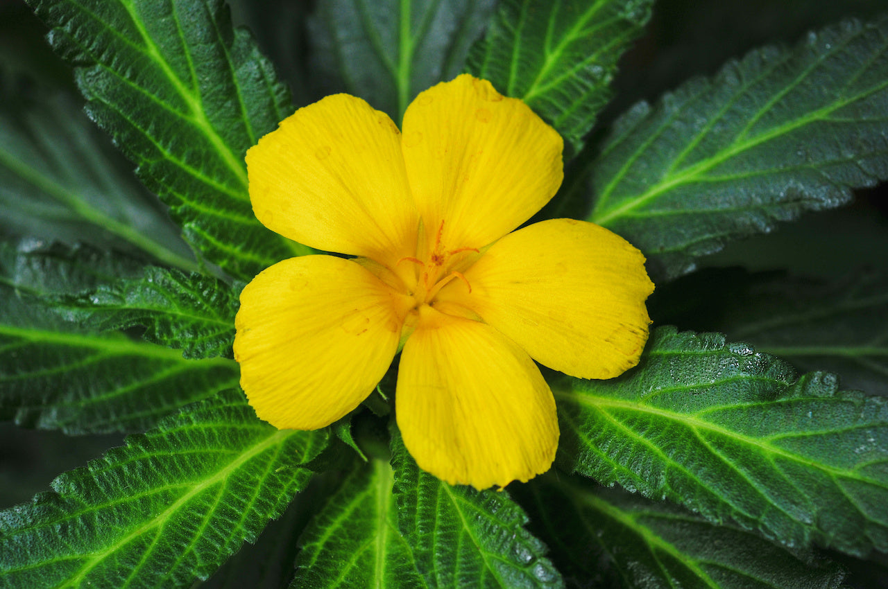 Gedroogde Damiana bladeren in een houten lepel voor het zetten van rustgevende kruidenthee bij Novus Fumus.