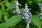 Gedroogd glidkruid met paarse bloemen voor rustgevende thee van Novus Fumus.