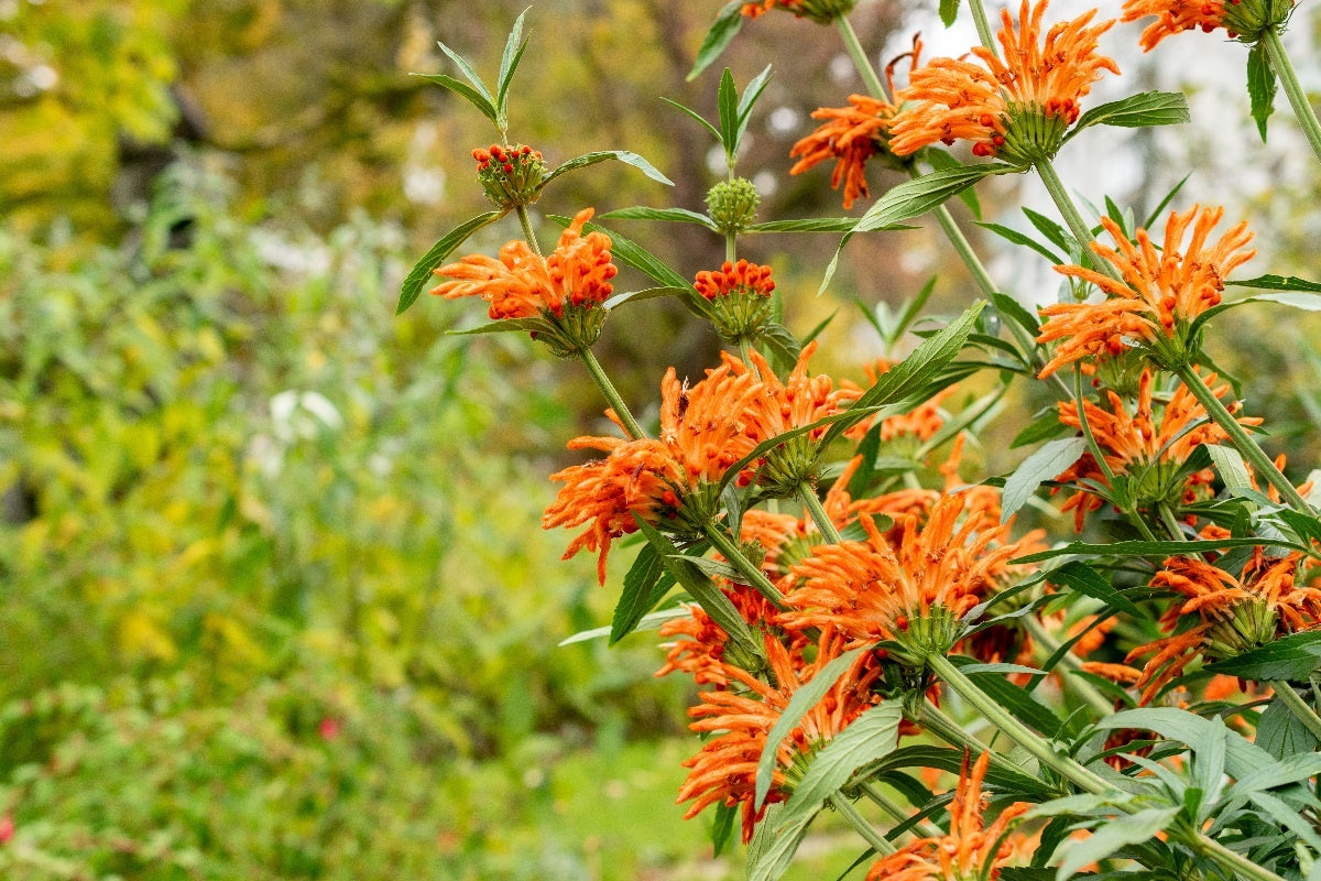 Gedroogde Wild Dagga bladeren – Leonotis leonurus kruid voor ontspanning