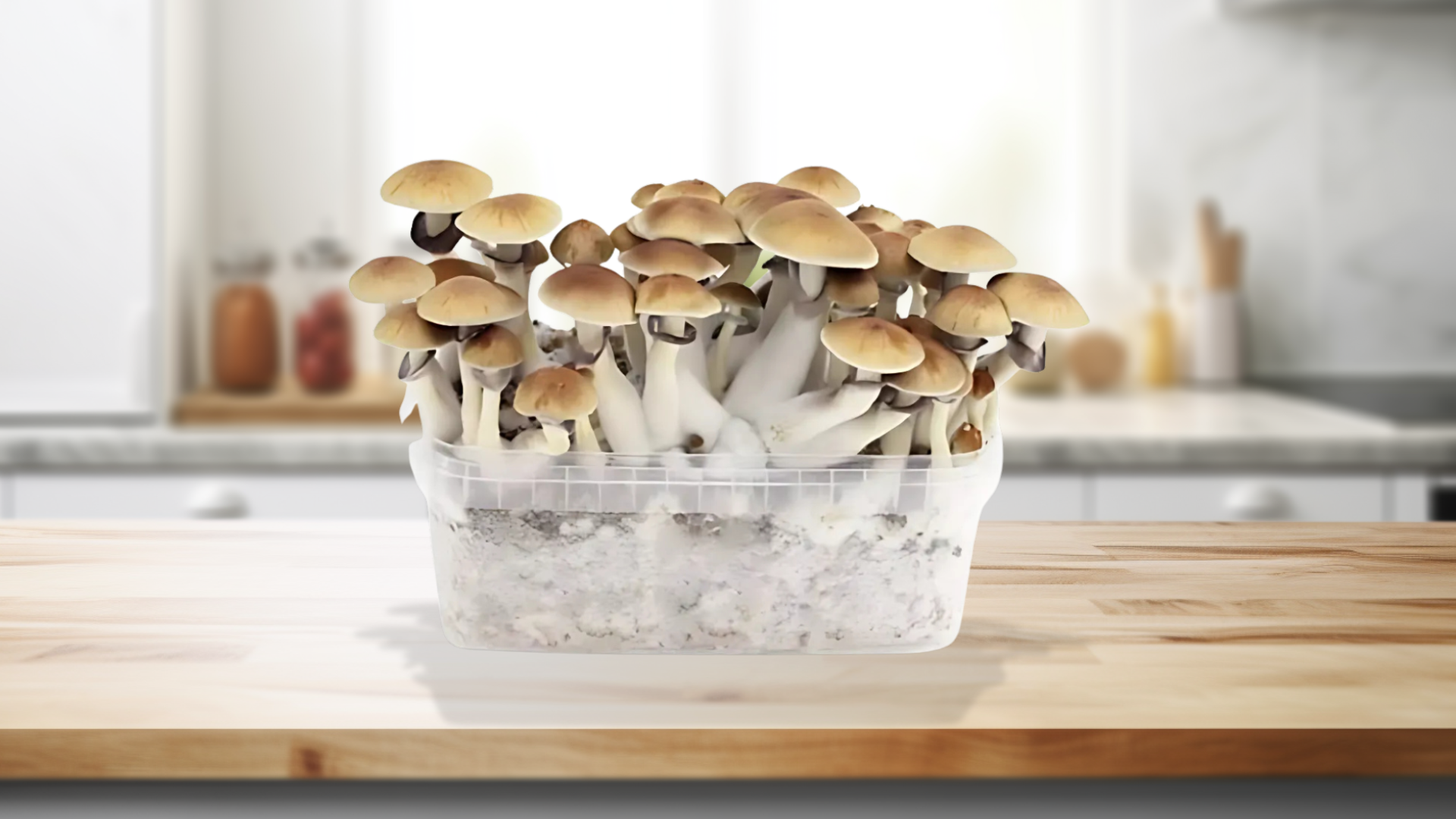 Zelfgemaakte paddo thee in een glazen mok met verse munt en gedroogde magic mushrooms van Novus Fumus.