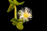Verse Kanna Sceletium tortuosum bladeren op een witte achtergrond voor natuurlijke ontspanning bij Novus Fumus.