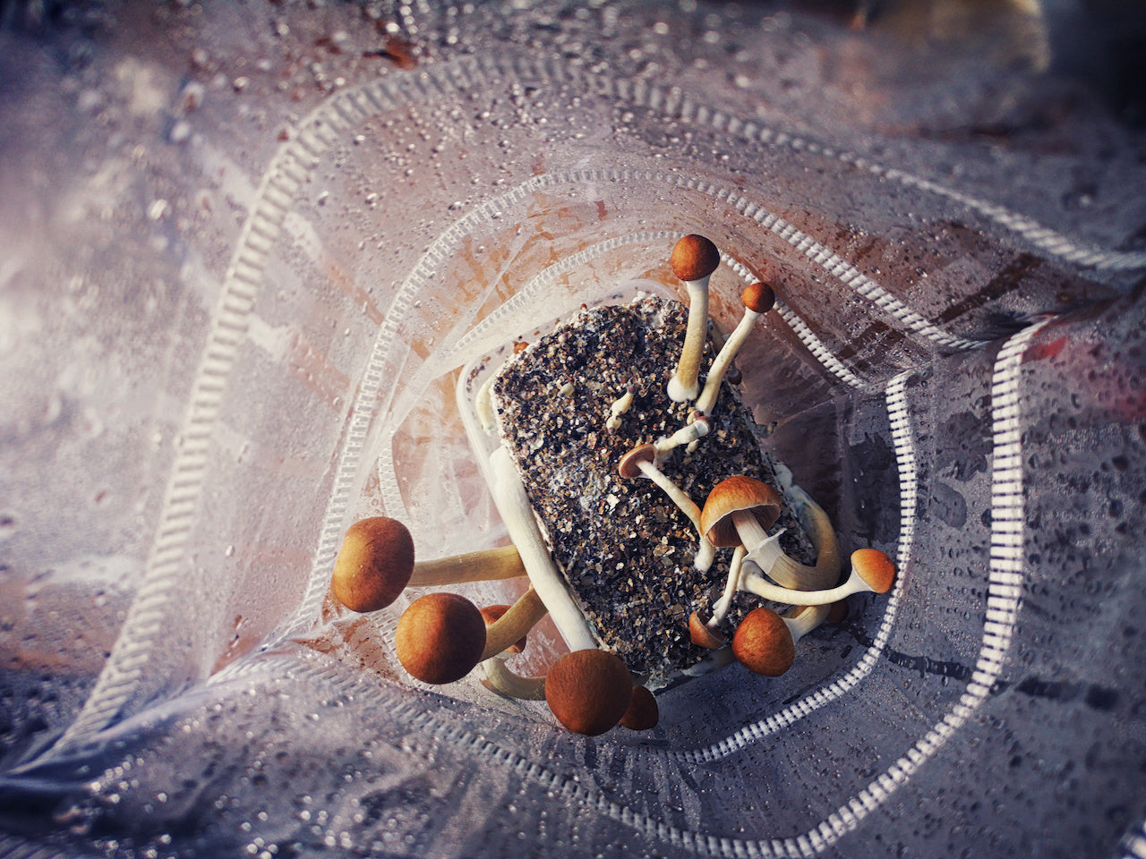 magic-mushrooms-growkit