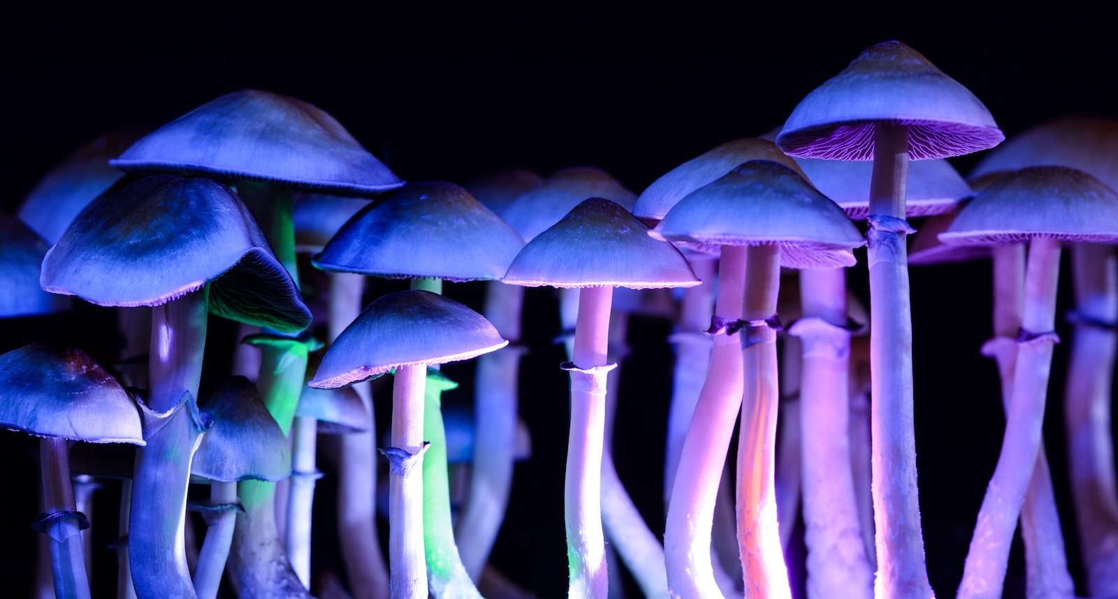Groeidende Psilocybe Cubensis paddo's op een mycelium substraatblok uit een Novus Fumus growkit.
