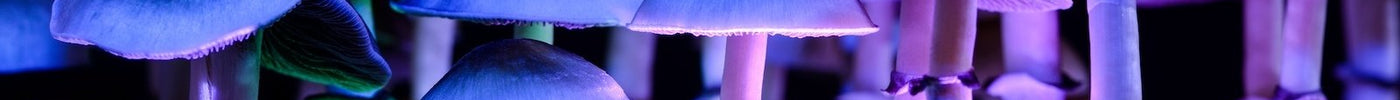 Groeidende Psilocybe Cubensis paddo's op een mycelium substraatblok uit een Novus Fumus growkit.