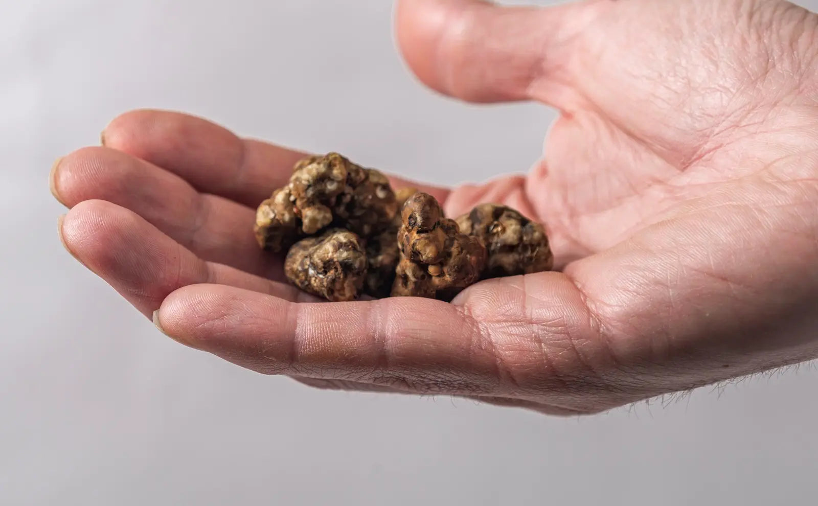 Magic truffles mushrooms full of psilocybin in red hand with light background