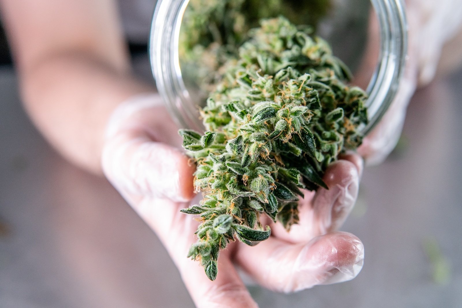 Marijuana buds put in glass jar.
