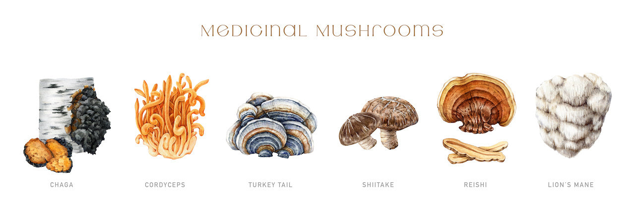 Assortiment geneeskrachtige paddenstoelen zoals Lion's Mane en Reishi capsules van Novus Fumus op een lichte achtergrond.