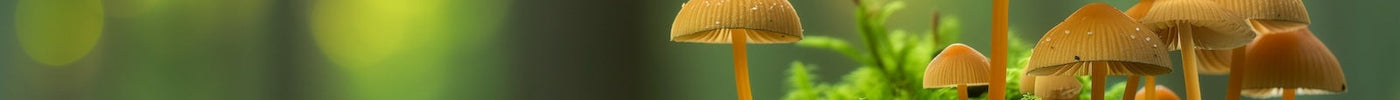 Verse Magic Truffels in een houten schaal voor natuurlijk en veilig gebruik bij Novus Fumus.