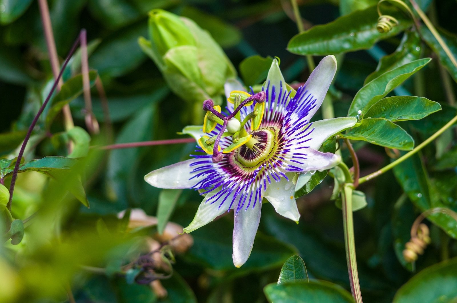 passion flower Passiflora caerulea Passionflower against green garden background