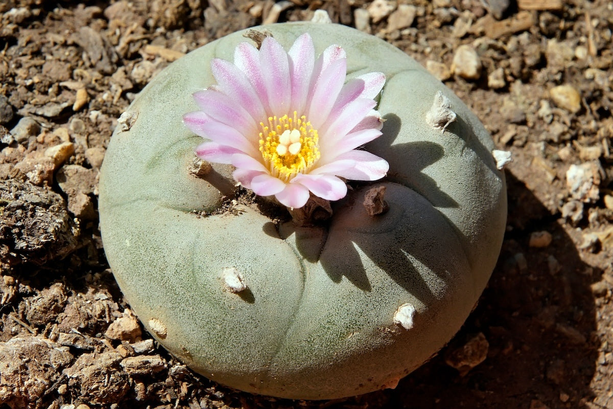 Peyote cactus knoppen onder de maan in de woestijn voor een spirituele ceremonie bij Novus Fumus.