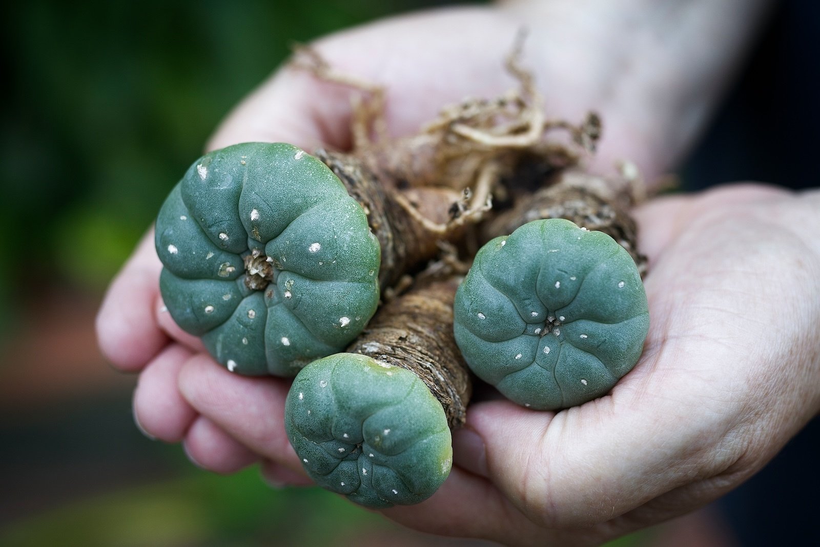 Bolvormige groene Peyote-cactus met witte pluisjes in een natuurlijke woestijnomgeving bij Novus Fumus.