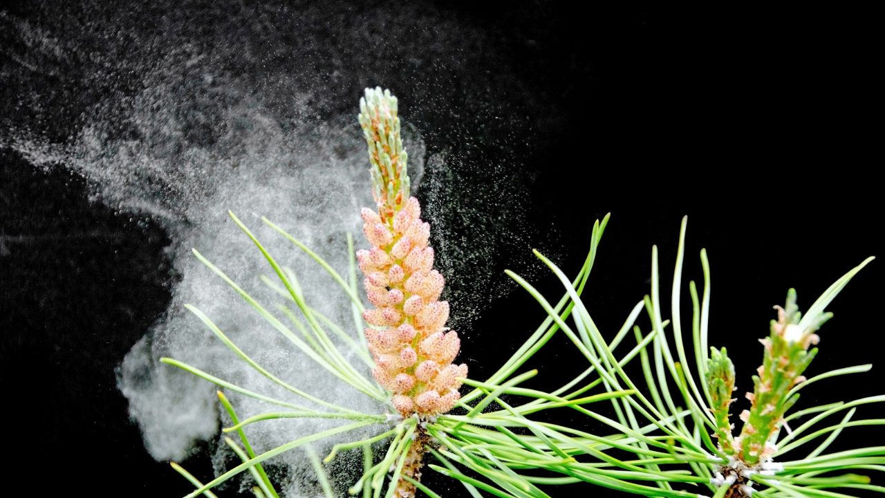 Dennenstuifmeel of pine pollen poeder in een glazen potje voor een natuurlijke en gezonde levensstijl.