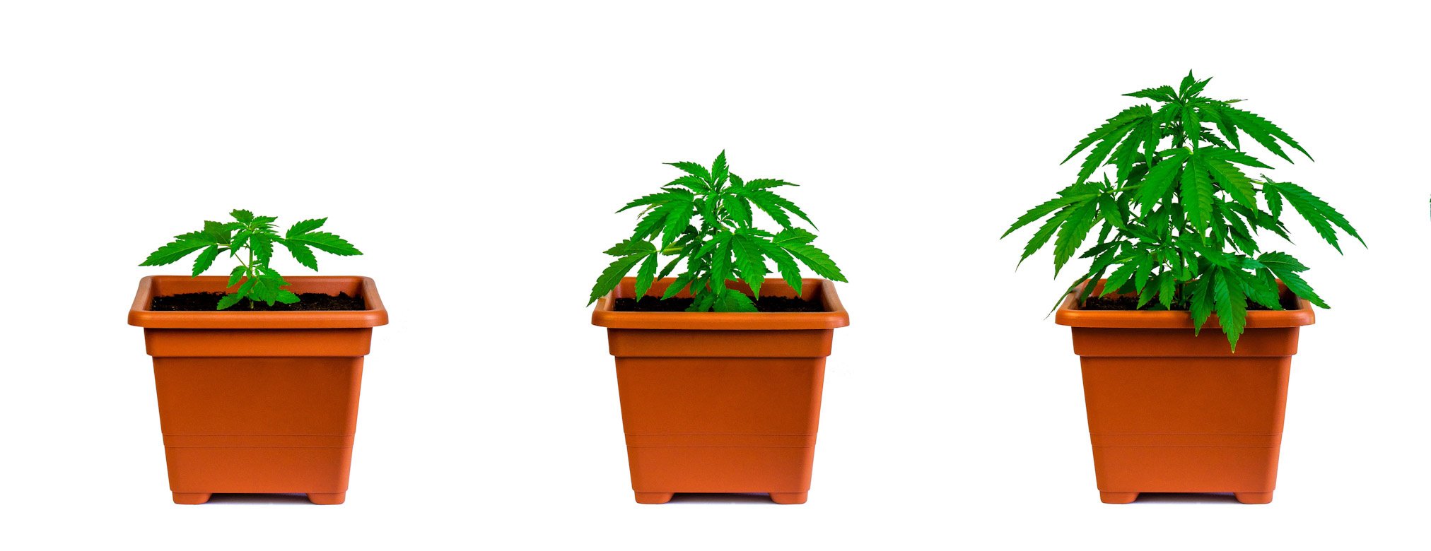 Diverse Plagron voeding en cannabiszaden voor een succesvolle kweek bij de Novus Fumus Growshop.