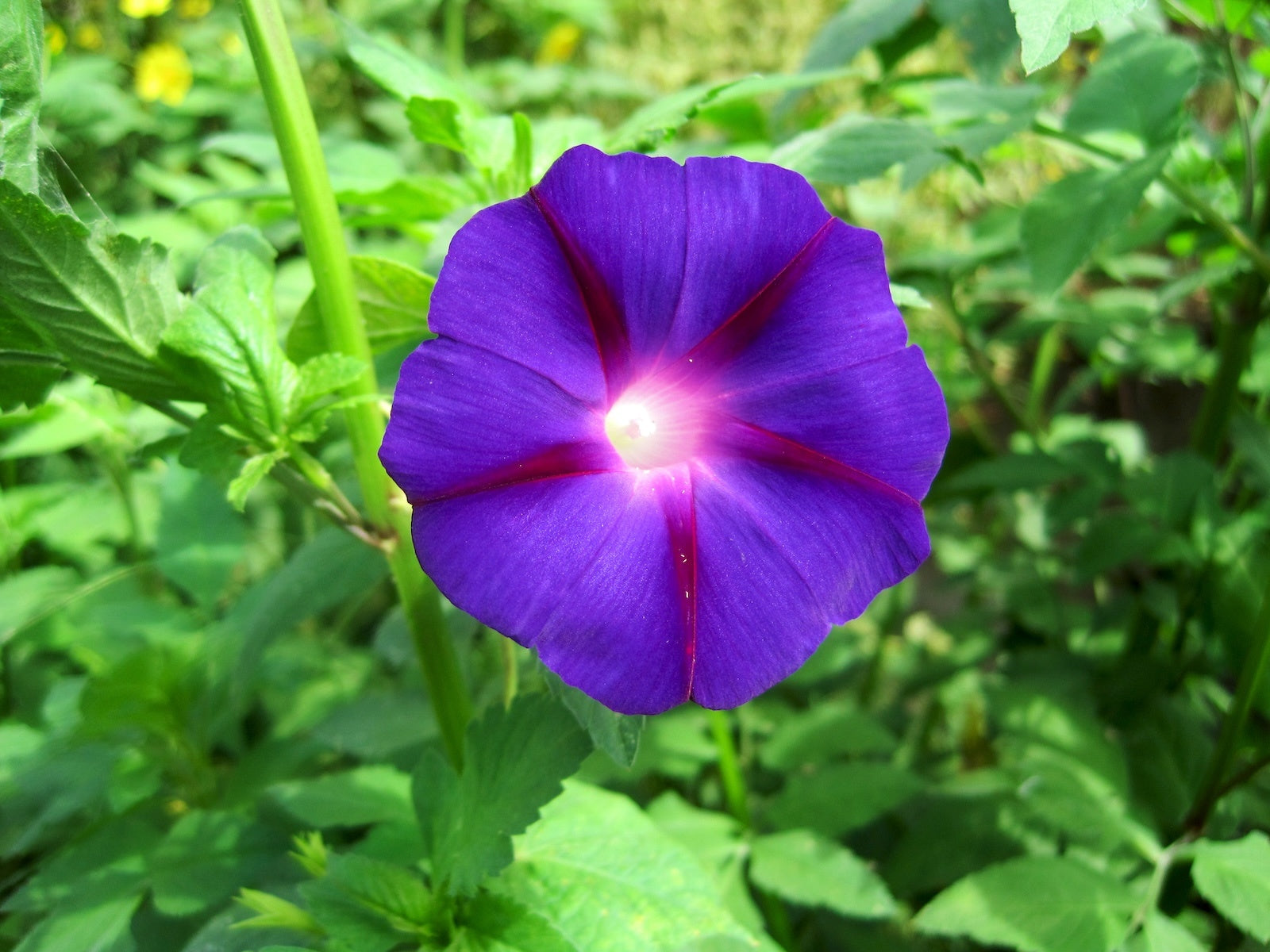 purple morning glory flower