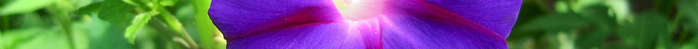 Blauwe Morning Glory bloemen met dauwdruppels en groene bladeren bij Novus Fumus.