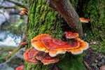 reishi