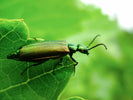 Spanish Fly Beetle