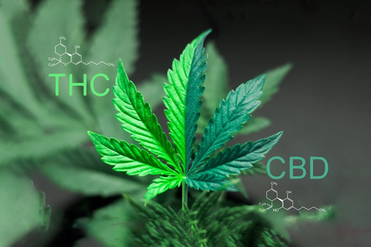 Compact flesje ZENCBD drankje met 70mg breed spectrum CBD voor een ontspannen ervaring bij Novus Fumus.